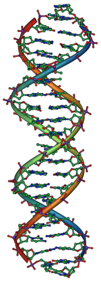 200px-DNA_Overview2.png