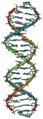 Representación de un fragmento de ADN, un polímero de importancia fundamental en la genética