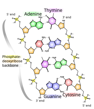 A defining element of nucleic acid structure is the linear chain of alternating sugars (orange) and phosphates (yellow) known as the phosphate backbone, which acts as a scaffold to which nucleobases are attached. The phosphorus atom of each phosphate group forms two ester bonds to specific carbon atoms within the pentose sugars--ribose in RNA and deoxyribose in DNA--of two adjacent nucleosides. DNA chemical structure.svg