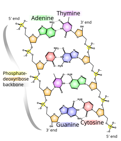 A typical nucleoside