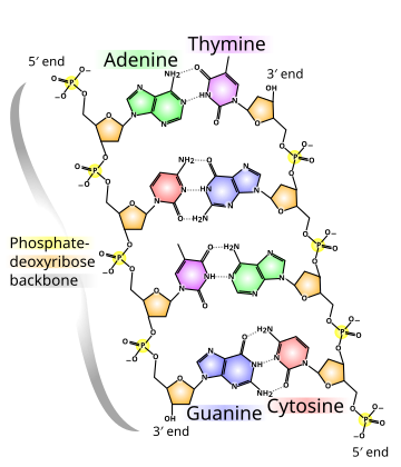 Polynucléotide