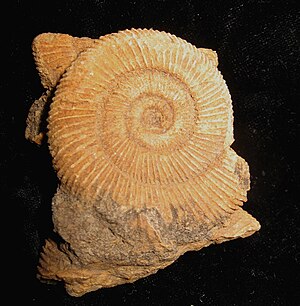 Dactylioceras sp.  from the German Jura, diameter 4 cm