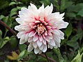 Dahlia 'Rebecca's World', Dalia 'Rebecca's World', 2019-08-25