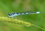 Coenagrion scitulum – Männchen