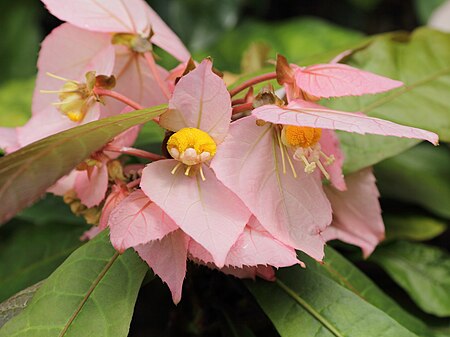 Dalechampia_spathulata