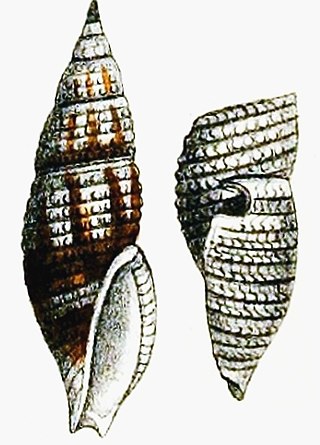 <i>Daphnella atractoides</i> Species of gastropod