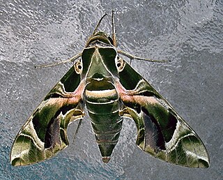 <i>Daphnis</i> (moth) Genus of moths