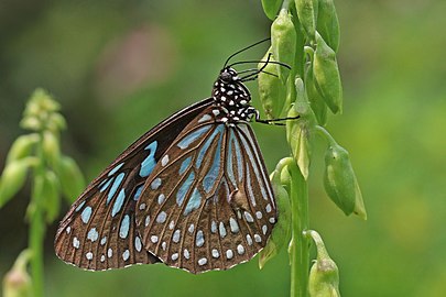 Dark blue tiger Tirumala septentrionis ♂ India
