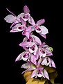 Dendrobium parishii (Pink Shadow type) H.Low, Proc. Roy. Hort. Soc. London 3- 281 (1863) (34748836710) - cropped.jpg