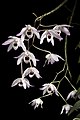 Dendrobium shixingense