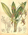 Dendrobium spectabile plate 7747 in: Curtis's Bot. Magazine (Orchidaceae), vol. 126, (1900)