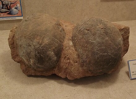 Fossil Dendroolithus eggs.