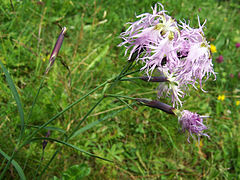 Dianthus a1.jpg