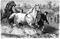 Die Gartenlaube (1865) b 581.jpg (S) percheron - Pferd des Herrn Nathusius Nach der Natur gezeichnet von H. Leutemann