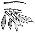 Die Gartenlaube (1890) b 763_6.jpg k. Der weibliche Fühler (3 bezhw. 100fach vergrößert)
