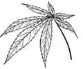 Digitate Leaf (PSF).png