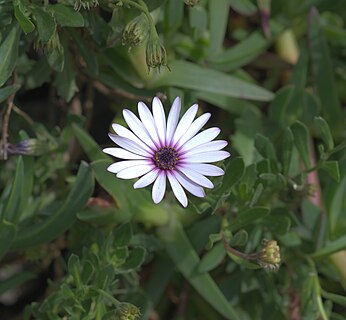 White Dimorphotheca ecklonis, Cape Margarite