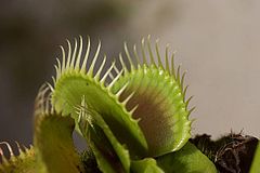 Dionaea muscipula - muholovka.jpg