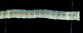 <i>Bothriocephalus</i> Genus of flatworms