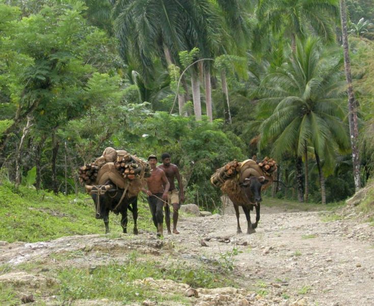 Fil:DirkvdM baracoa wood-gatherers.jpg