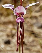 Diuris arenaria