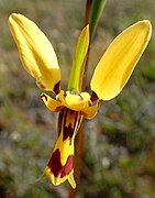 Diuris picta