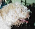 Otterhound, wheaten