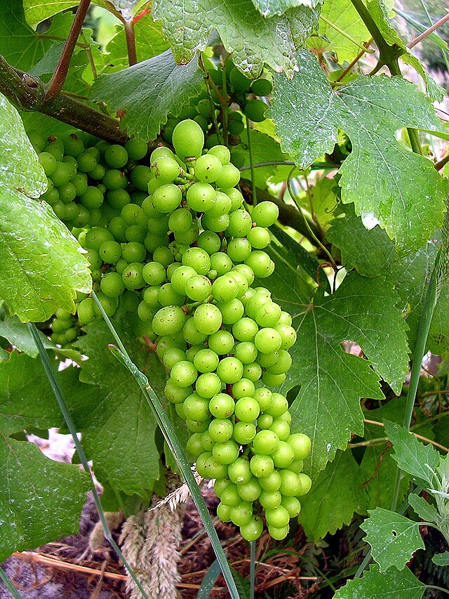 Vignoble des sables de l'Océan