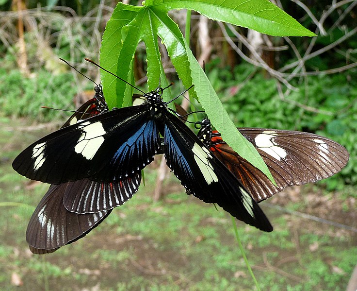 File:Doris Longwing (Heliconius doris red) - Laparus doris. . Blue colour form in front.. - Flickr - gailhampshire.jpg