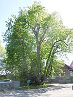 1 linden tree (candelabra, led linden)