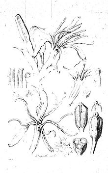 Doryanthes excelsa (Illustrationes Florae Novae Hollandiae plate 14).jpg