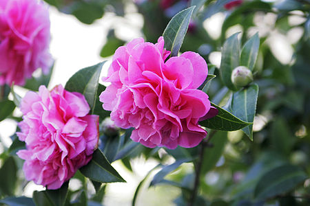 Tập_tin:Double-flowered_Camellia.jpg