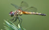 Dragonfly ran-384.jpg