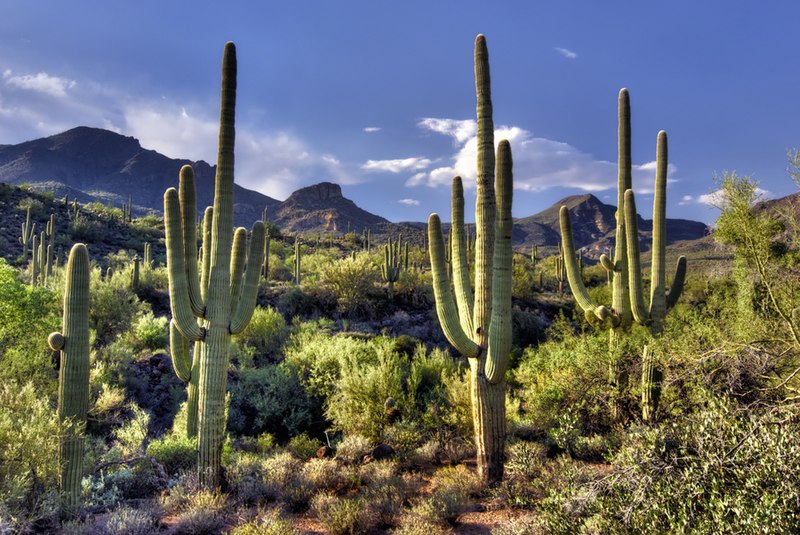 File:Drangonfly Trail at Spur Cross Ranch - panoramio.jpg