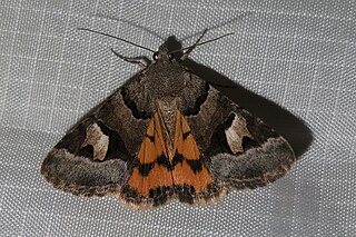 <i>Drasteria stretchii</i> Species of moth