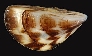 Zebra Mussel