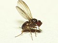 Drosophila tristis