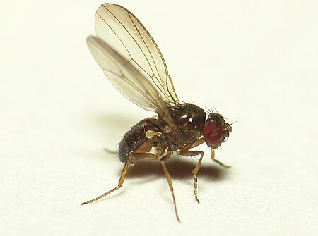 Drosophila tristis