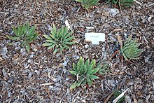 Dudleya ingens - باغ گیاه شناسی San Luis Obispo - DSC05974.JPG