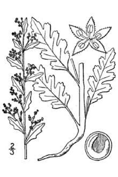 Illustration of Dysphania botrys