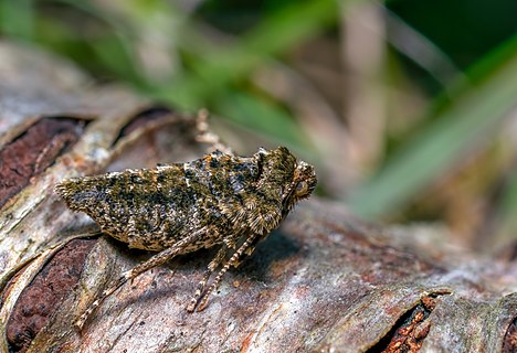 Female Agriopis aurantiaria