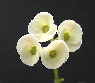 <i>Euphorbia mangelsdorffii</i> Species of flowering plant