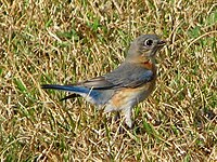 Bluebird, Eastern ♀ Sialia sialis