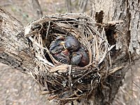 Eastern yellow robin chicks in nest.jpg