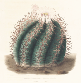 Žemasis ežiakaktusis (Echinocactus horizonthalonius)