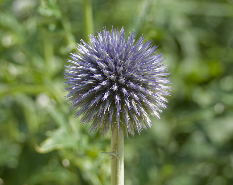 File:Echinops bannaticus 2-2817.jpg