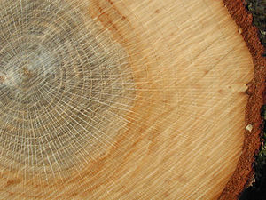 Materiale Træ: Træets opbygning, Træets egenskaber, Træbaserede materialer