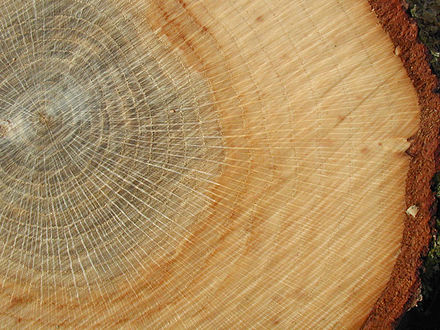 Dendrochronologie - Inele de copac ca înregistrări ale schimbărilor climatice