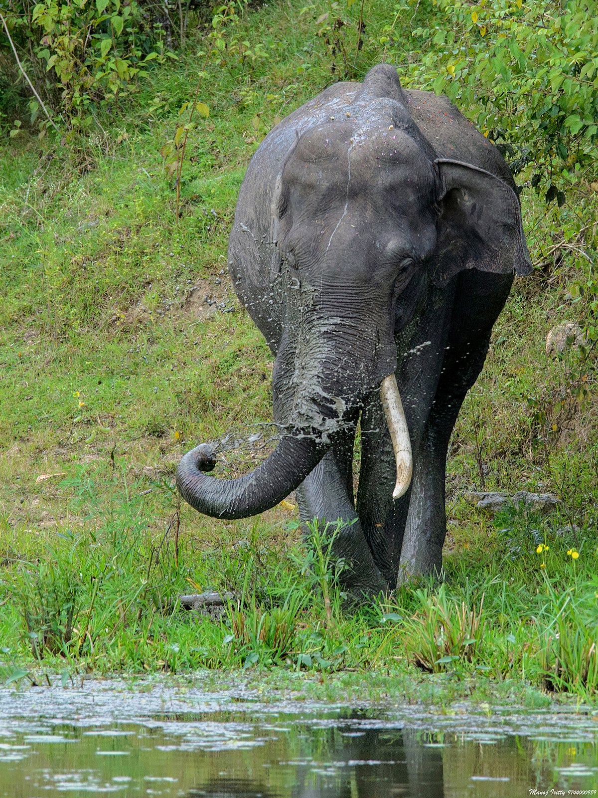 Borneo elephant - Wikipedia