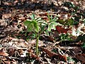 Helleborus viridis subsp. viridis
